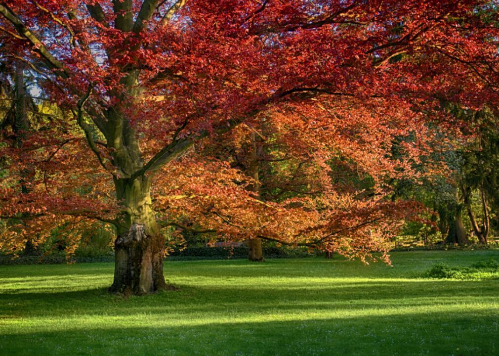 Answer: Tree #9